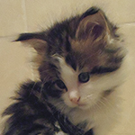 Kocurek Maine Coon