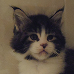 Kocurek Maine Coon
