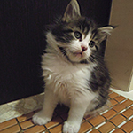 Kocurek Maine Coon