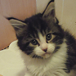 Kocurek Maine Coon