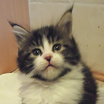 Kocurek Maine Coon