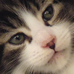 Kocurek Maine Coon