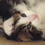 Kocurek Maine Coon