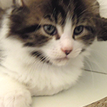 Kocurek Maine Coon