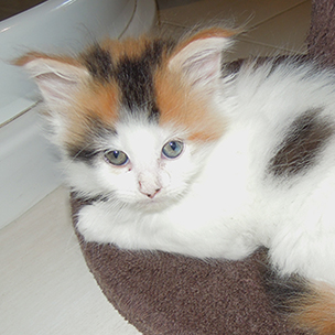 Kotka Maine Coon