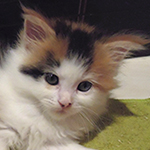 Kotka Maine Coon