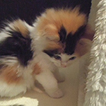 Kotka Maine Coon