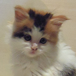 Kotka Maine Coon