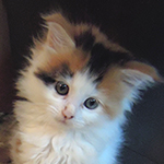 Kotka Maine Coon