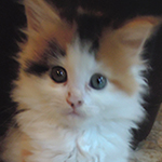 Kotka Maine Coon
