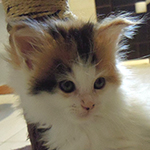 Kotka Maine Coon