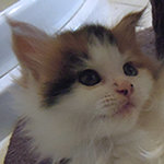 Kotka Maine Coon