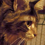 kotka Maine Coon
