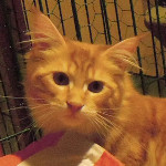 kotka Maine Coon