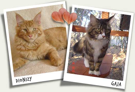 Dionizy i Gaja